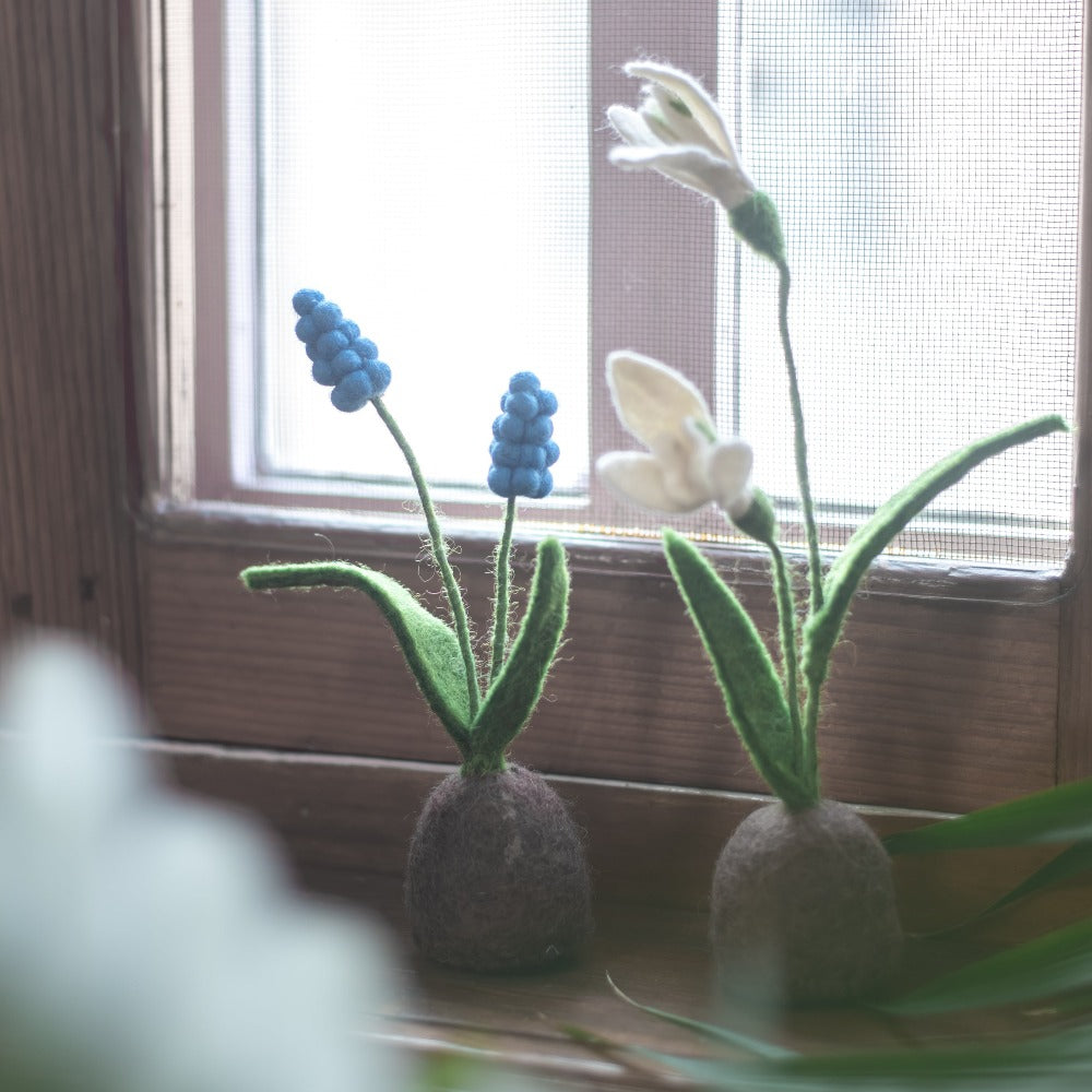 Standing Hyacinth
