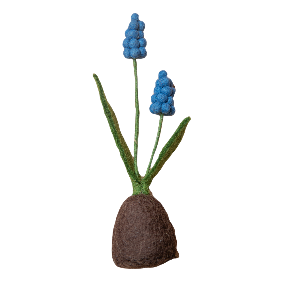 Standing Hyacinth