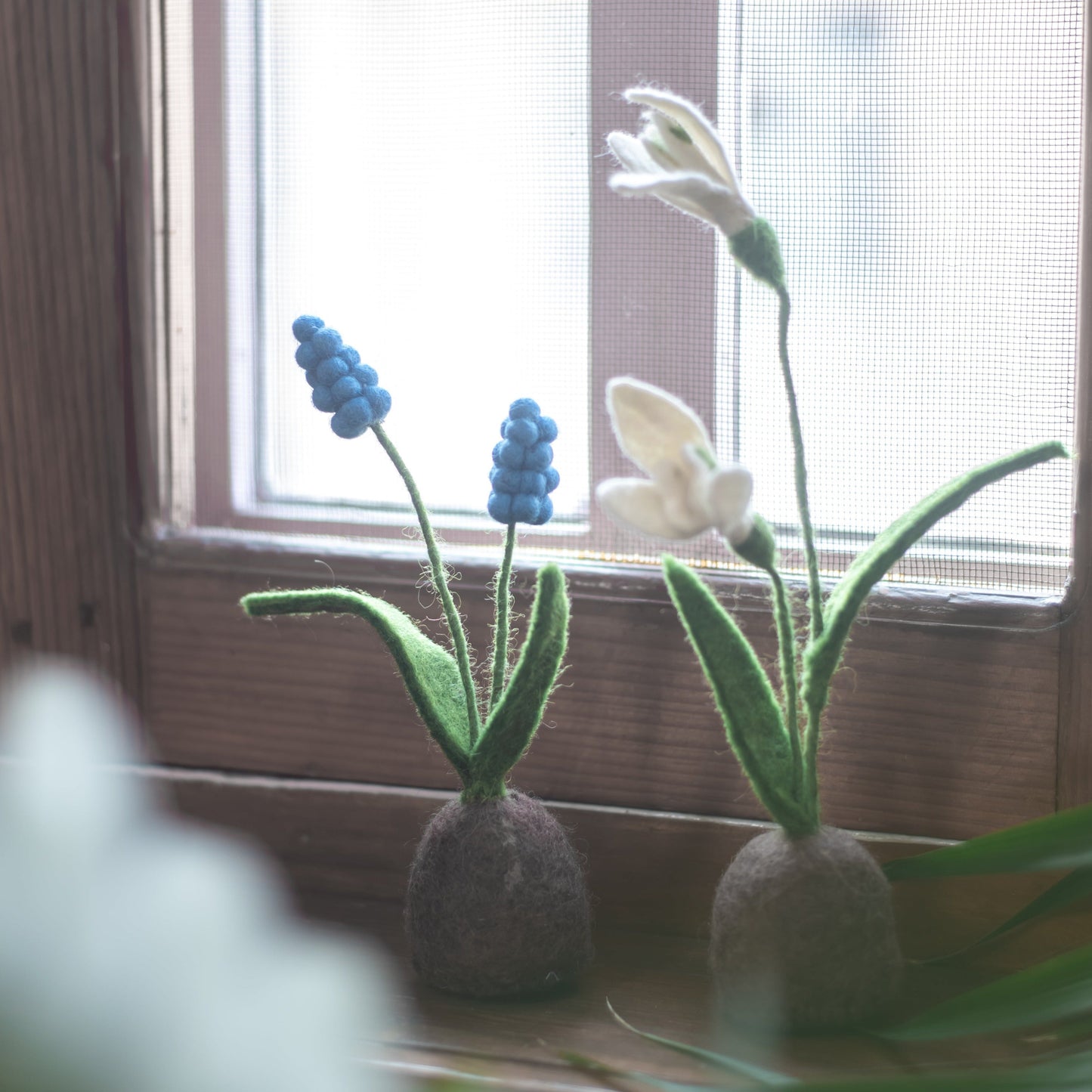 Standing Snowdrop